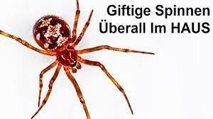 Mittlerweile ist auch eine art dabei, die dem. Hoch Giftige Spinne Plotzlich In Deutschland Youtube