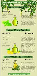 mice naturally using essential oils