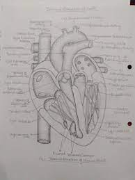 Internal structure of heart | Heart diagram, Human heart diagram, Medical  drawings