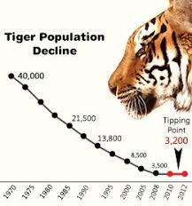 15 Rigorous Bengal Tiger Population Chart