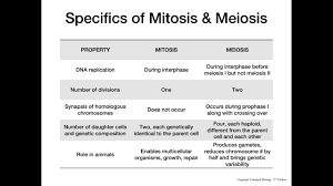 mitosis vs meiosis you