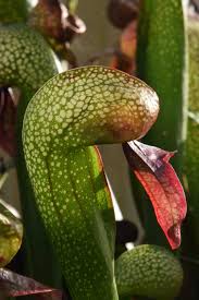 Cobra lily is green in color with some orange and red spots and it starts to bloom in may and june with purple and yellow flowers, so this might be the. Cobra Lily Darlingtonia Californica The Biking Gardener