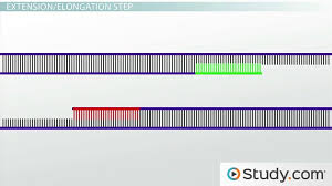 Pcr Steps Involved In Polymerase Chain Reaction