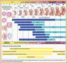 49 Exhaustive Baby Development By Week Chart