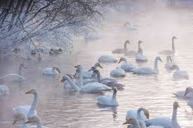  Do Swans Get Cold? In The Winter, Cold Water and At Night 
