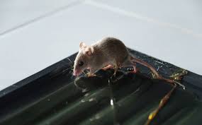 Glue Traps For Keeping Mice Out