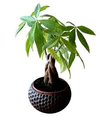 È una pianta da bulbo e presenta larghe foglie di colore verde intenso. á… Pachira Una Breve Guida Alla Pianta Tronco Intrecciato