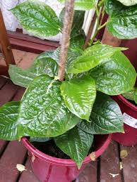organic betel leaf plant vegetable