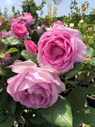 winter is a great time to plant roses
