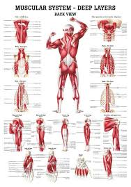 Leg muscle anatomical structure, labeled front, side, and back view diagrams. The Muscular System Deep Layers Back Laminated Anatomy Chart