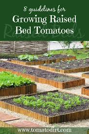 Growing Raised Bed Tomatoes