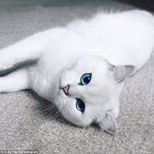 究極のブルーアイ！ “世界一美しい猫” に世界中がメロメロ - 気になる - ニュース ｜クランクイン！