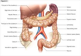 the anatomy of the large intestine