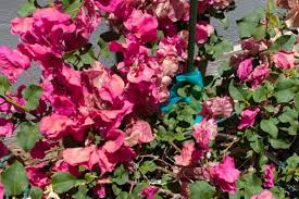 my bougainvillea plant