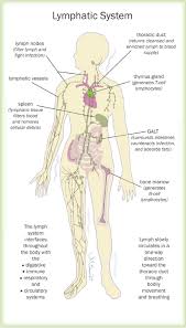 the lymphatic system and your health