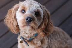 Cavapoo Dogs - Pros and Cons from Puppies to Adults