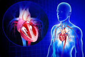 The cardiovascular system transports nutrients and removes gaseous waste from the body. An Overview Of The Cardiovascular System Components