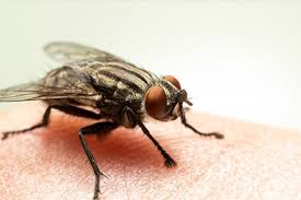 Also consider pest control service providers that offer wildlife management services. Fly Pest Control Services Mumbai 100 Safe Ecofriendlypests