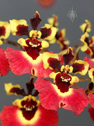 tolumnia orchids