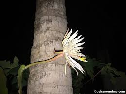 sri lanka kadupul flower queen of