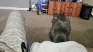 Beautiful english bulldog x pit bull mix with a great owner!!! French Bulldog Pitbull Mix The Complete Breed Guide Canine Bible