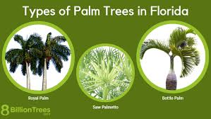 50 Types Of Palm Trees In Florida To