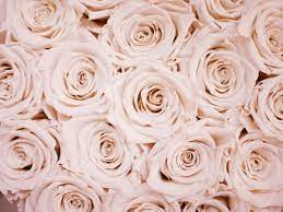 Rose Gold Wallpapers: Free HD Download ...
