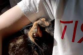 why do cats like armpits