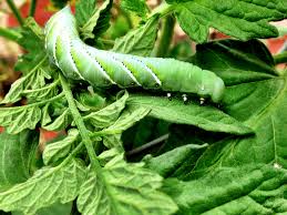 How To Get Rid Of Tomato Hornworms 12