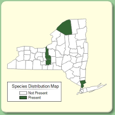 Trisetum flavescens - Species Page - NYFA: New York Flora Atlas