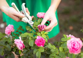 15 Tips To Make Your Roses Bloom More
