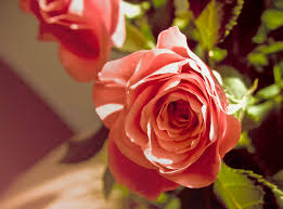 free photo pink rose flower flower