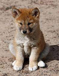 dingo Photo: Dingo | Animals beautiful, Cute animals, Animals wild