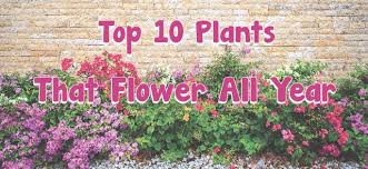 Top 10 Plants That Flower All Year