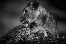 black and white lion photography