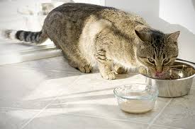Hypoglycemia In Cats Symptoms Causes Diagnosis