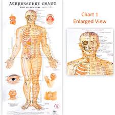 Premium Acupuncture Wall Chart