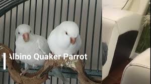quaker parrot you