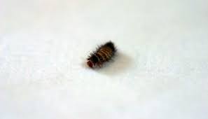 5 alarming signs of bed bugs in carpets