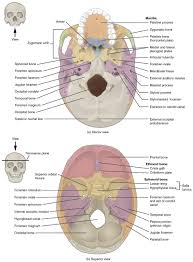 7 3 the skull anatomy physiology