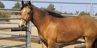 Explore bishbosh2011's photos on flickr. Buckskin Horse Color Origin Genetics And Variations Helpful Horse Hints