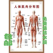 Usd 7 29 Human Muscle Structure Anatomy Human Skeleton