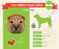 Shar Pei Dog Breed Vector Infographics This Dog Breed From China