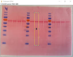 any way to mere ponceau staining