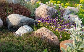 Top Plants For An Alpine Rock Garden