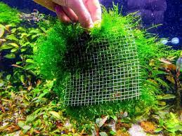 aquarium plants that grow in tanks