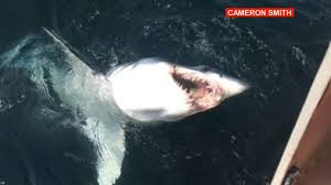 mako shark jumps in boat off maine