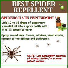 Spider Be Gone Spiders Repellent