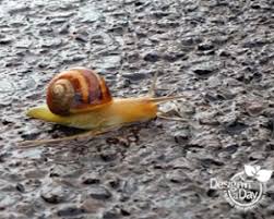 dog friendly slug snail control