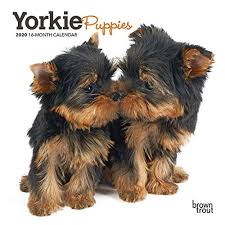 yorkshire terrier puppies 2020 mini